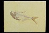 Fossil Fish (Diplomystus) - Green River Formation #122773-1